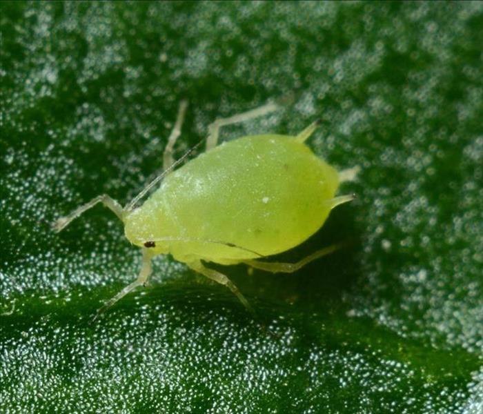 Light green bug sitting on top of a leaf.
